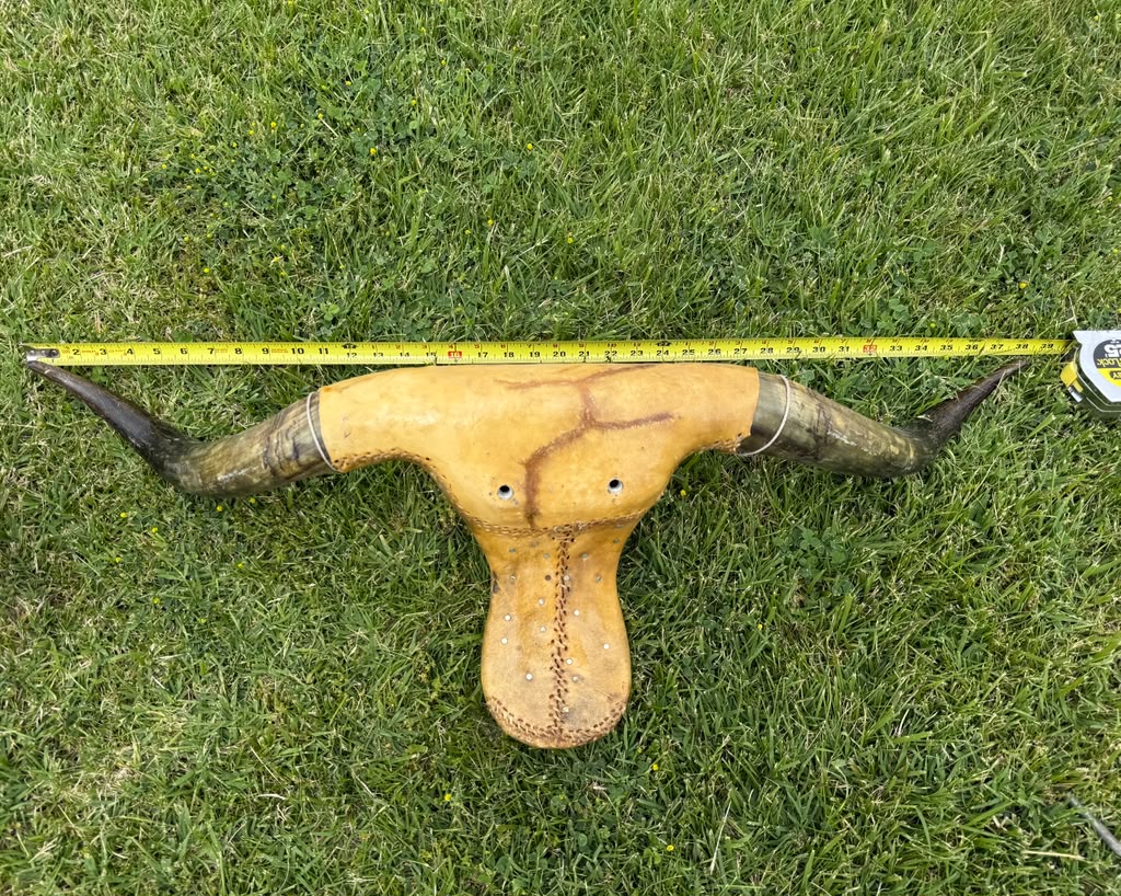 Roping Dummy Head -real horn