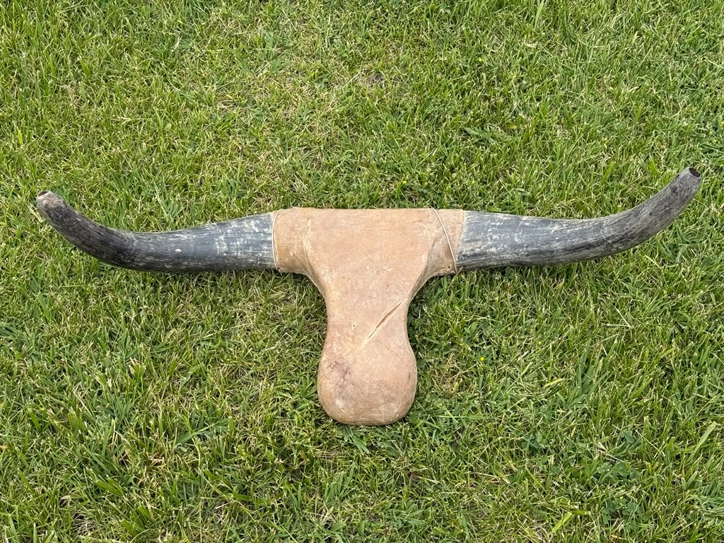 Roping Dummy Head -real horn