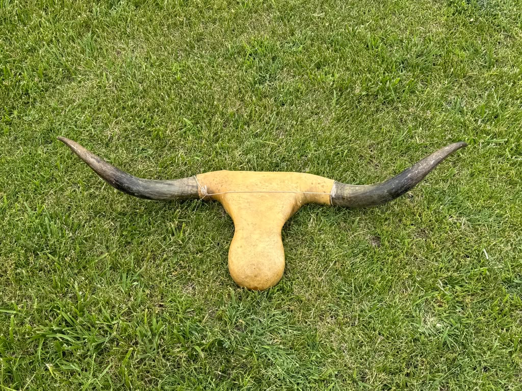 Roping Dummy Head -real horn