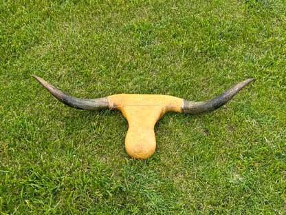 Roping Dummy Head -real horn