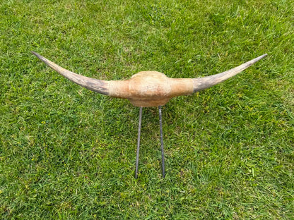 Roping Dummy Head -real horn