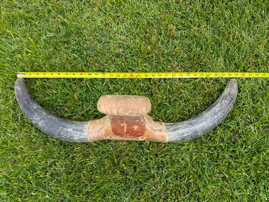 Roping Dummy Head -real horn