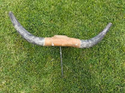 Roping Dummy Head -real horn
