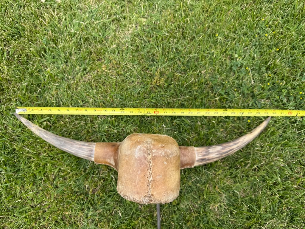 Roping Dummy Head -real horn