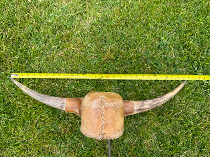 Roping Dummy Head -real horn